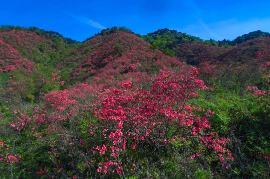 大幕山杜鹃花