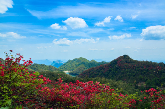 大幕山杜鹃花