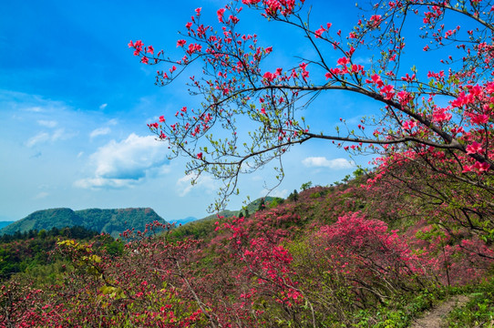 大幕山杜鹃花