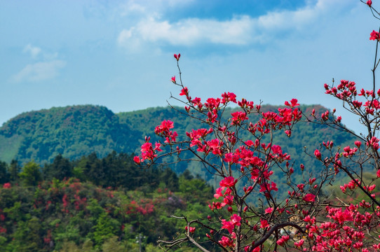 大幕山杜鹃花