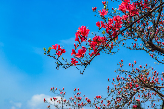 大幕山杜鹃花