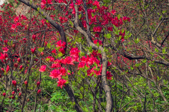 大幕山杜鹃花