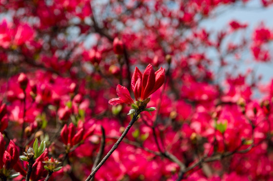 大幕山杜鹃花