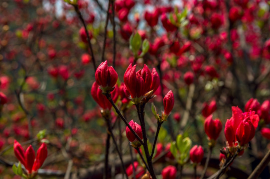 大幕山杜鹃花