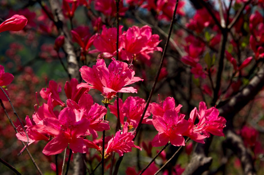 大幕山杜鹃花