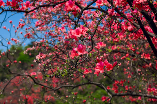 大幕山杜鹃花