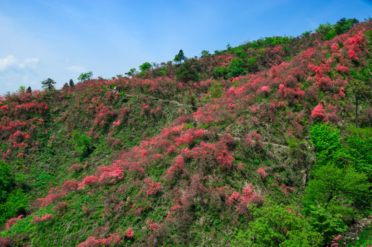 大幕山杜鹃花