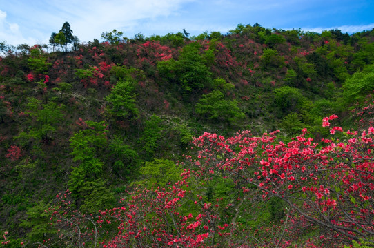 大幕山杜鹃花