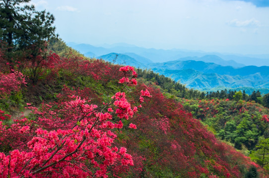 大幕山杜鹃花