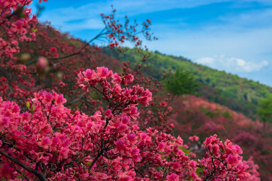 大幕山杜鹃花