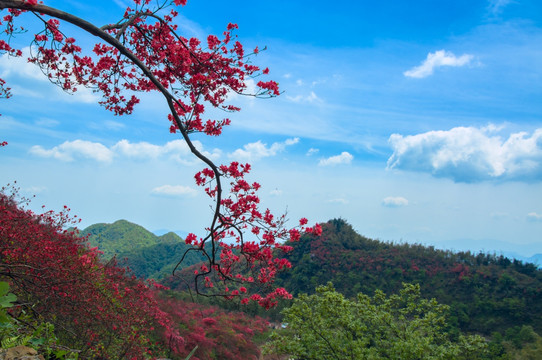 大幕山杜鹃