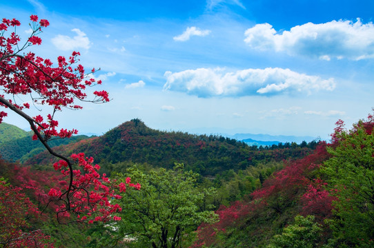 大幕山杜鹃