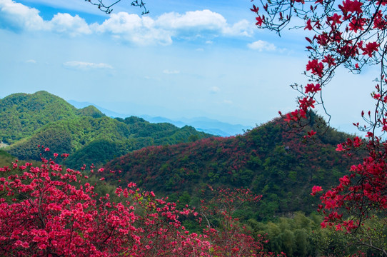 大幕山杜鹃