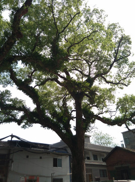 珍稀鸳鸯树