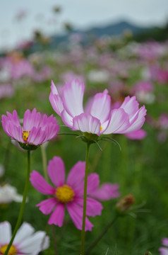 格桑花