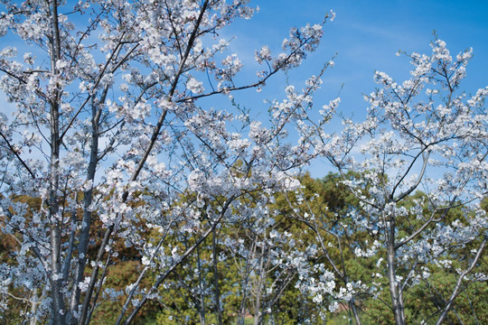 樱花林