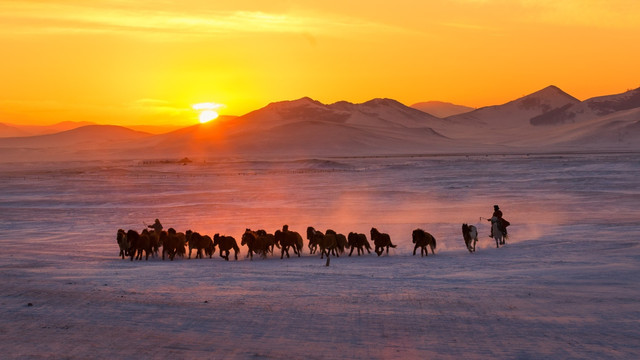日出时雪原上奔跑的马群