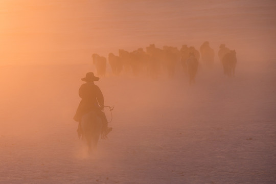 陈光中雪地上的马群