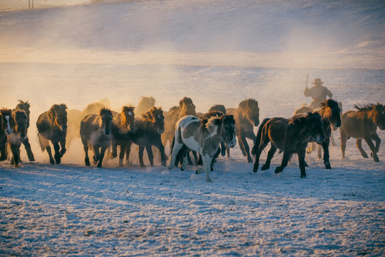 陈光中雪地上的马群