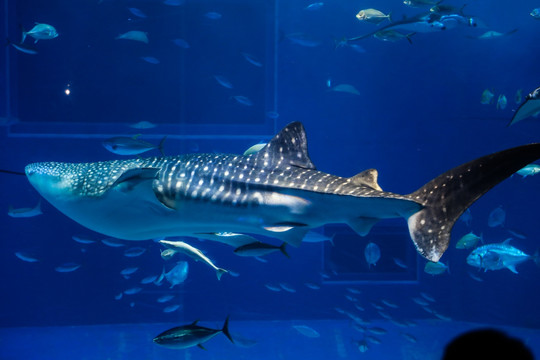 冲绳水族馆