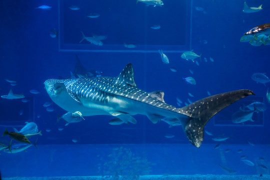 冲绳水族馆