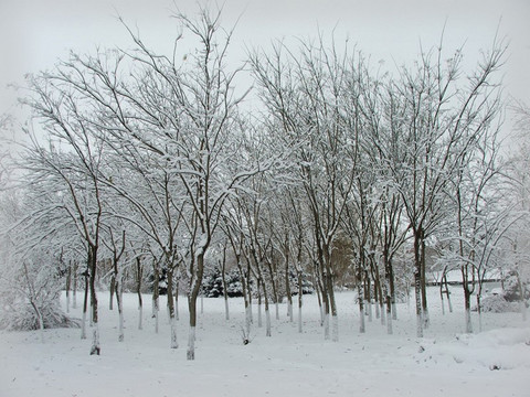 雪雾森林