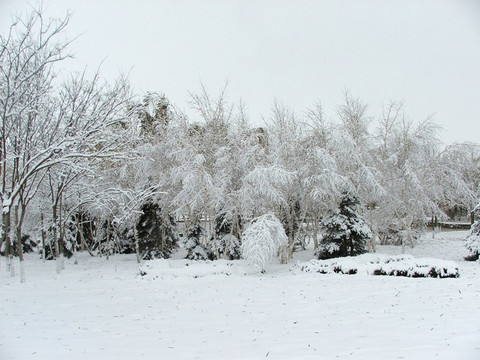 白雪皑皑 雪景