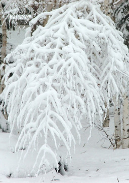 雪松