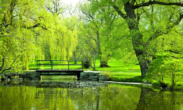 森林湖泊风景