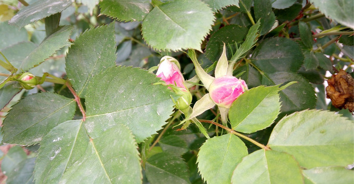 绿叶下的月季花