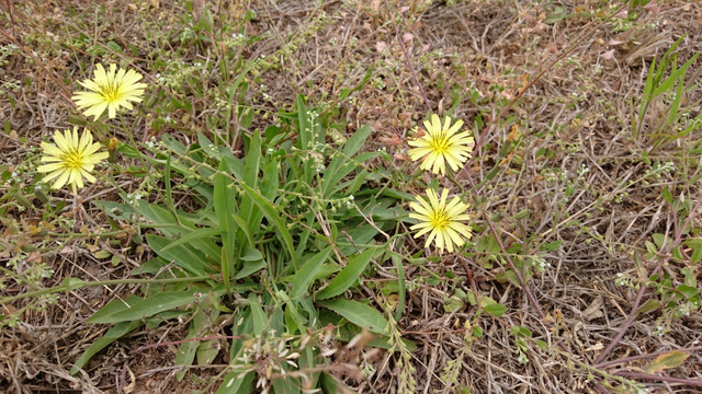 小黄花