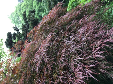 雨中红叶 