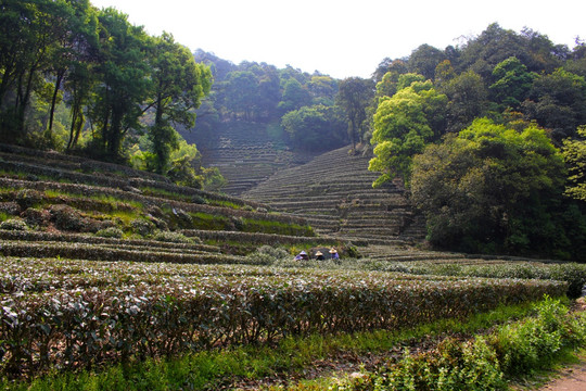 龙井茶山