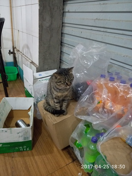 杂货堆里的猫