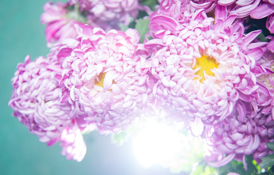 菊花