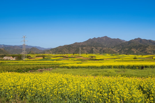 一大片油菜花