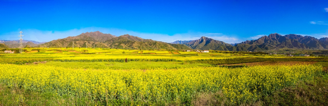 高山下油菜花全景大图