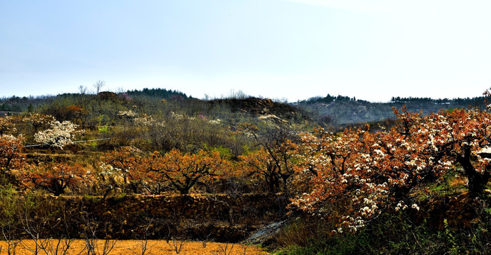 梨花山乡