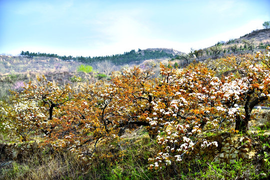 漫山遍野梨花开