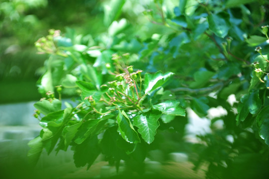 山楂树 果树