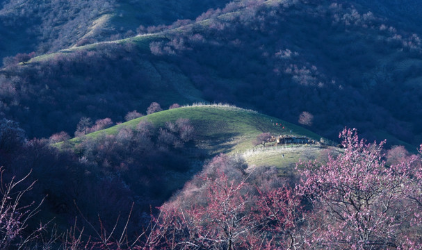 山花