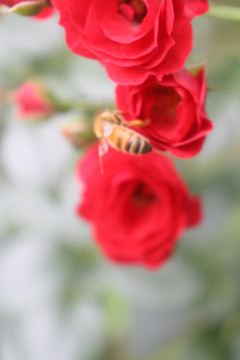 月季花 蜜蜂