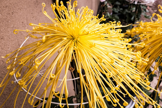 菊花
