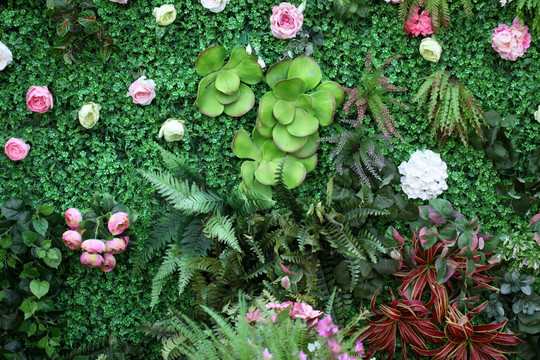 绿色植物墙 绿植