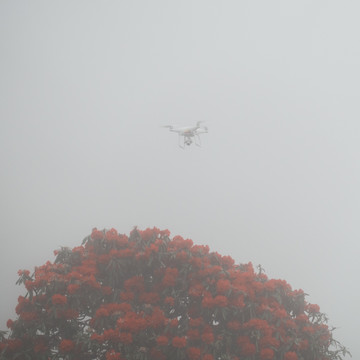无人机雾里拍摄大树杜鹃花