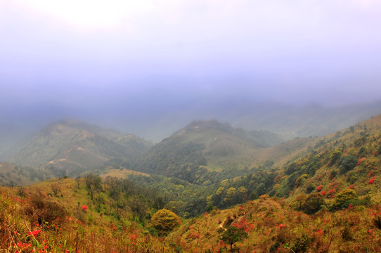 杜鹃花 映山红 山上野花 自然