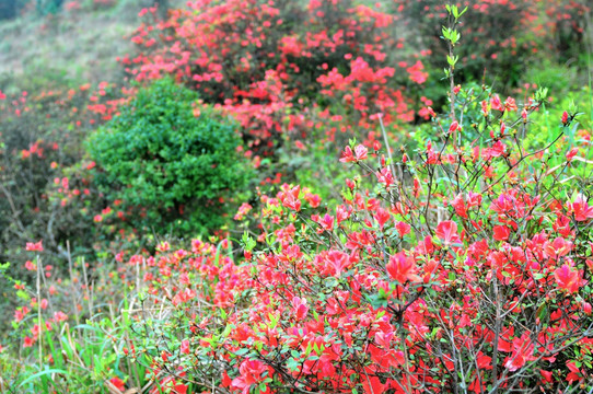 杜鹃花 映山红 山上野花