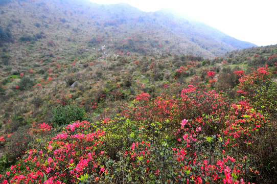杜鹃花 映山红 山上野花 自然