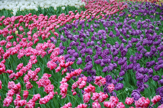 郁金香花海