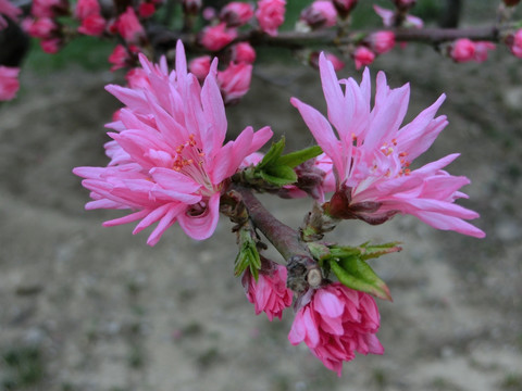 桃花 菊花桃